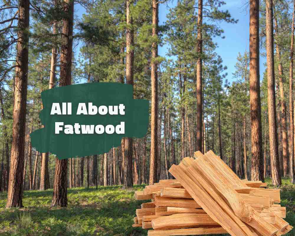 The Magic of Fatwood: Uses, Benefits, and How to Make It