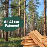 The Magic of Fatwood: Uses, Benefits, and How to Make It